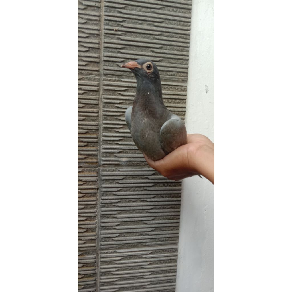 Piyik Merpati Pos Racing