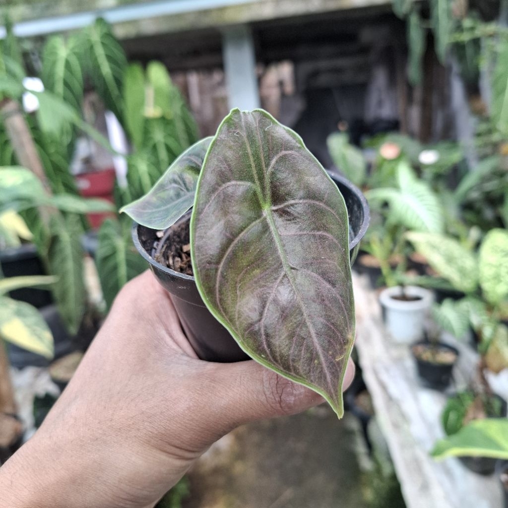 alocasia azlanii