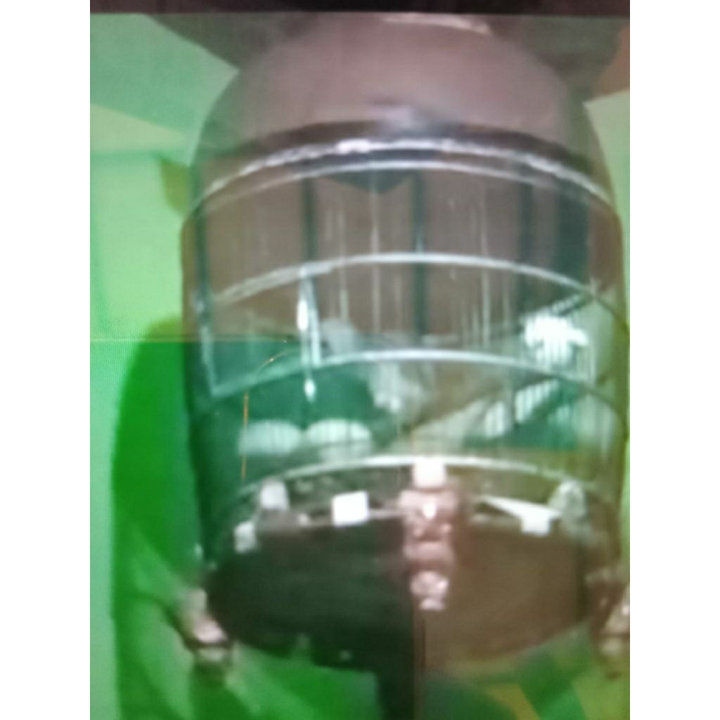 Perkutut Bangkok siap Lomba kode SAR-28