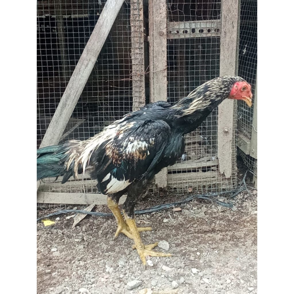 Mangon Yokeree jago Super Tulangan Tebal Kaki Hijau merit