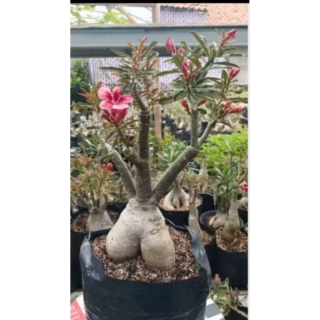 BISA Tanaman hias bonsai adenium/kamboja jepang bongol besar tinggi 30 cm