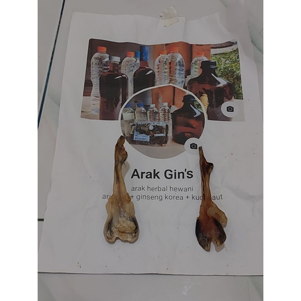 tangkur kering tang buaya asli