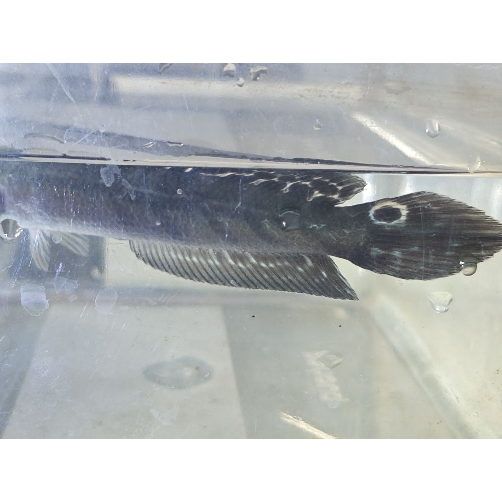 stiker ys batik bar rapi