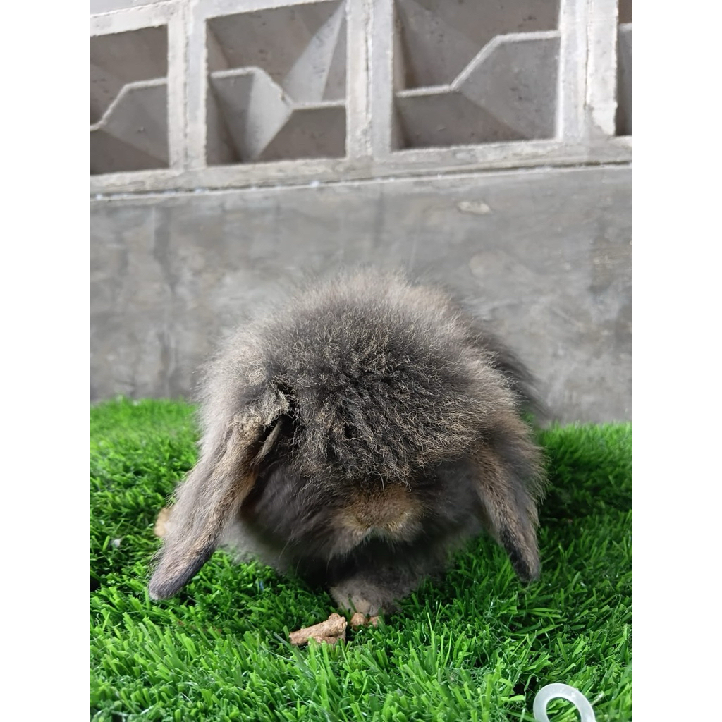 kelinci hias Fuzzy Lop