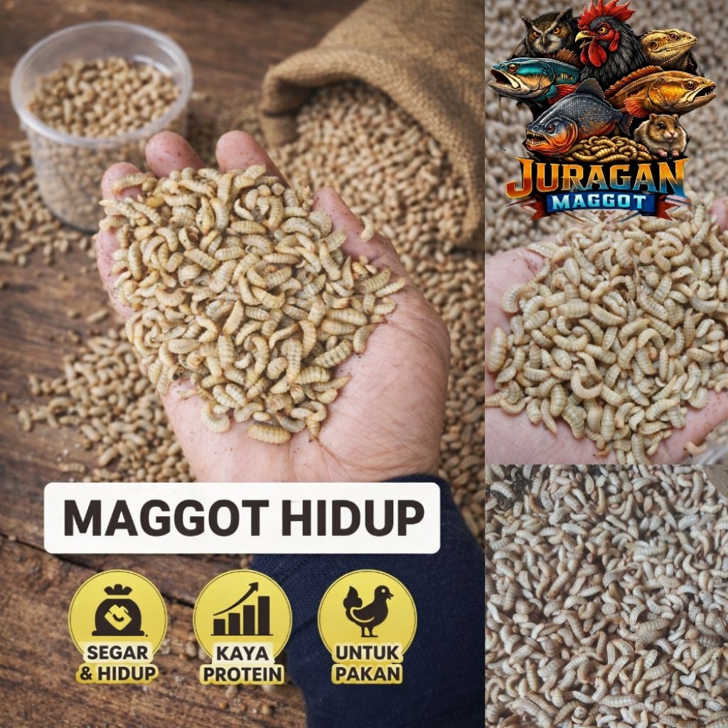 maggot hidup 1kg khusus instan dan sameday jakarta depok tangerang bogor