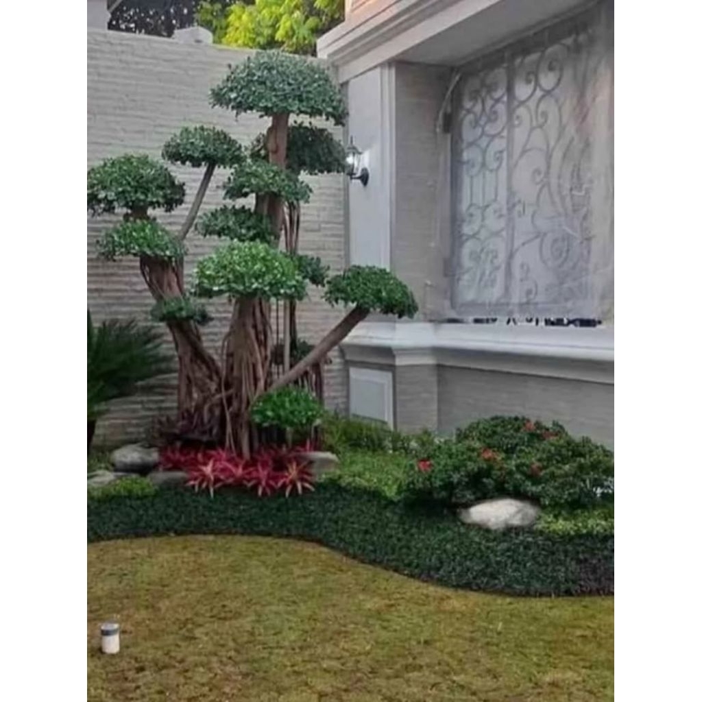 Taman minimalis bonsai beringin dolar (produk ini untuk pembuatan taman sistem survey dan konsultasi