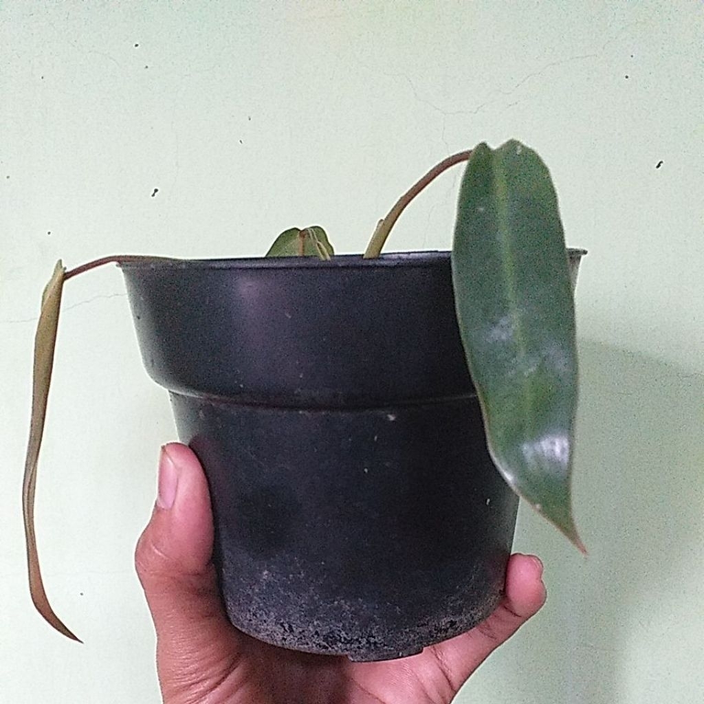 Philodendron Spiritus Sancti