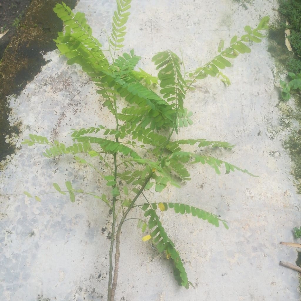 bibit tanaman herbal daun saga daun sogok tunteng
