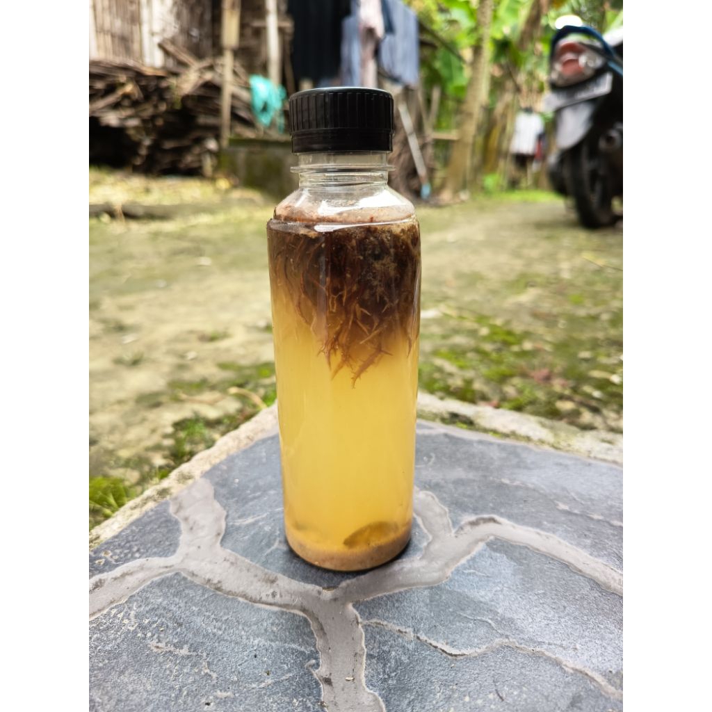 JAMUR JAKABA HIDUP BIBIT JAMUR JAKAB 250ML BIANG JAMUR JAKABA SPORA JAMUR JAKABA