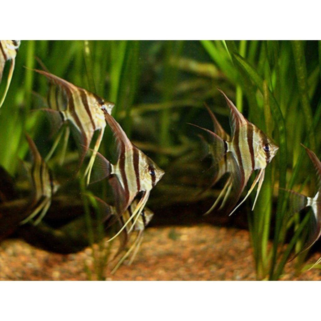 Aksesoris Aquarium Manfish Altum Angelfish Altum Hiasan Aquascape |Ikan Hias Bozz Louhan Pekanbaru|