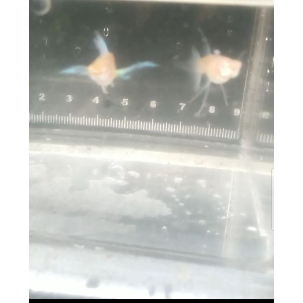 HIASAN AQUARIUM GUPPY BLUE SKY RIBON fin C long ear SIZE remaza