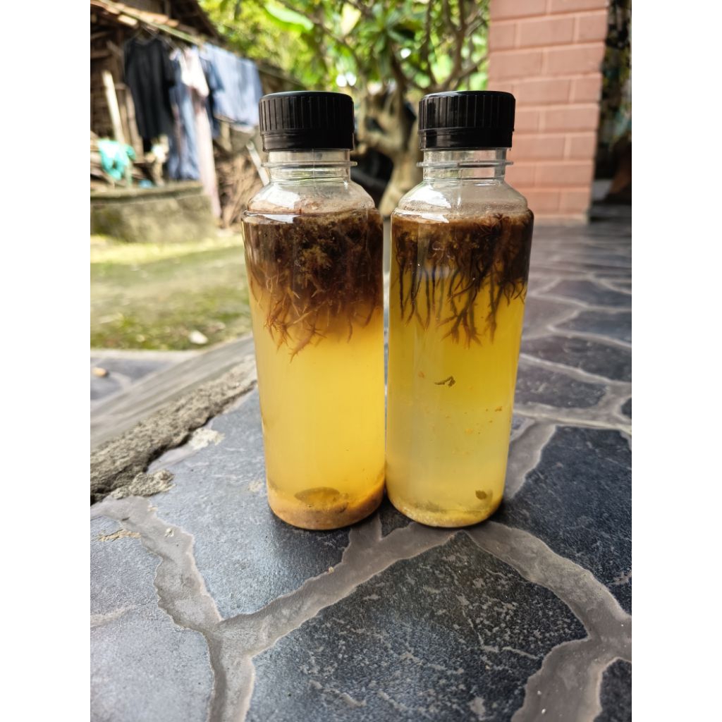 JAMUR JAKABA SUPER UNTUK BIBIT