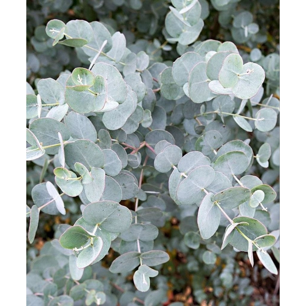 Silver Dollar Gum Tree (Eucalyptus cinerea) – Tanaman Hias Daun Perak Aromatik, Eucalyptus Cantik, M