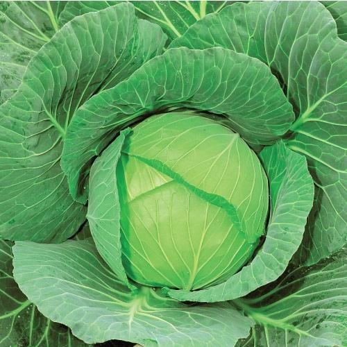 15 Biji Benih Kubis GREEN CORONET