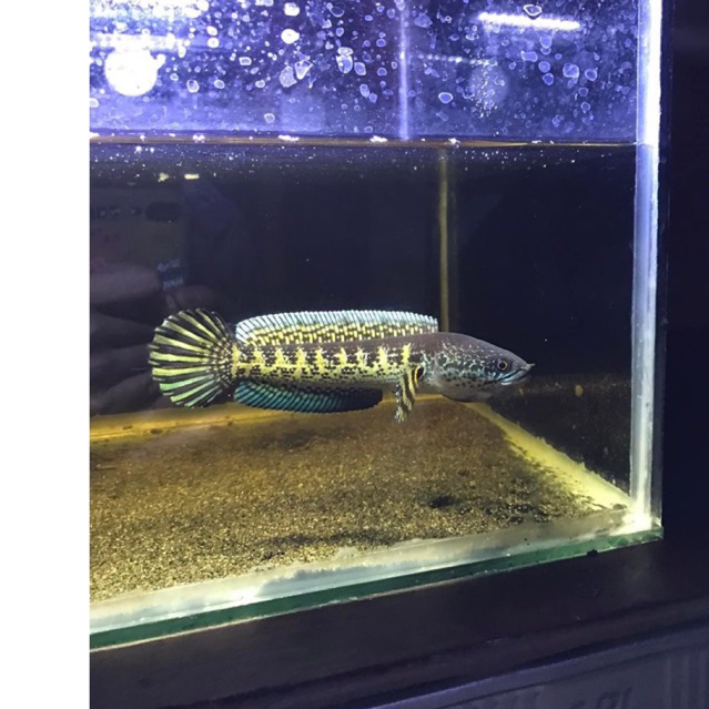 Stiker Ori Channa Auranti CB baby.