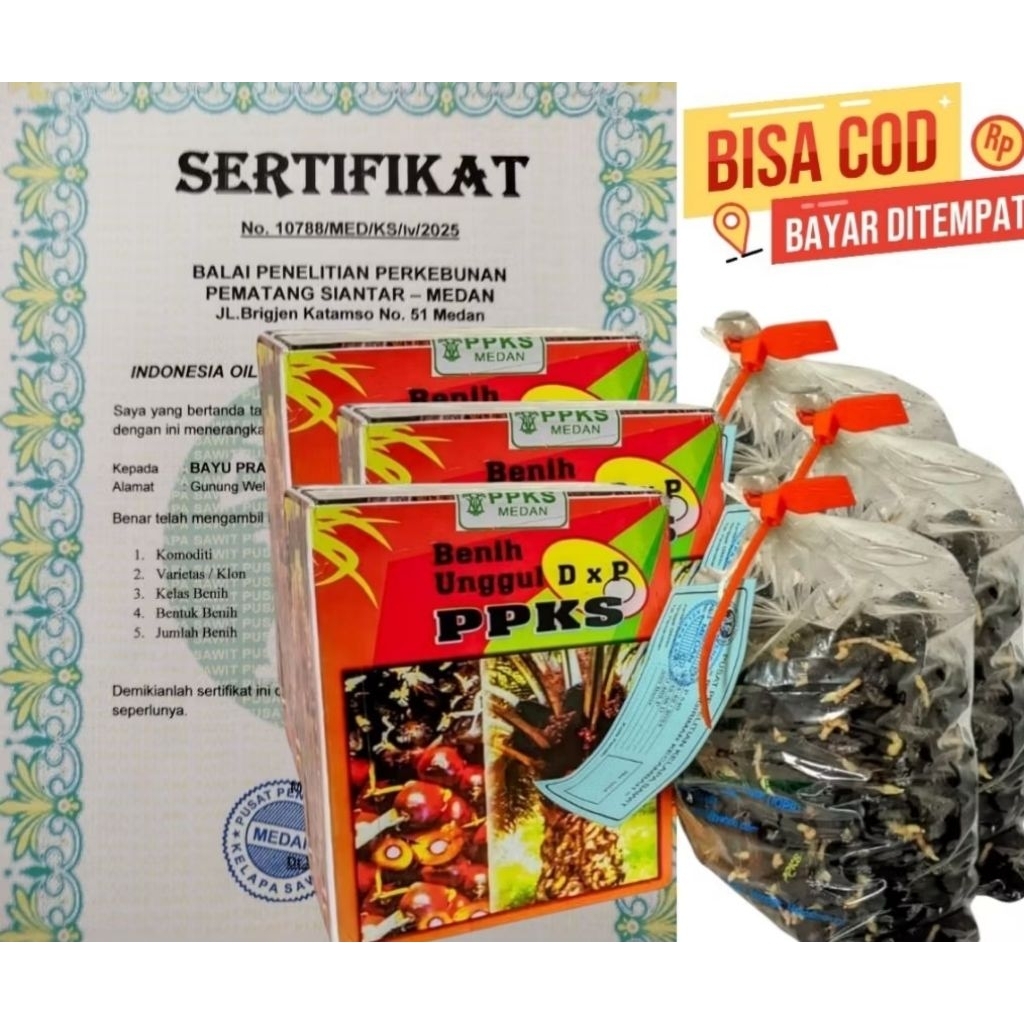 Benih kecambah sawit Ppks 239 isi 250 butir
