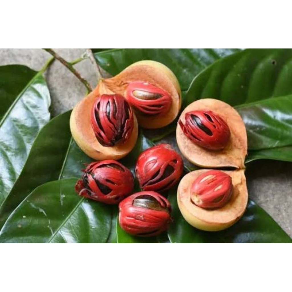 Biji buah pala segar/basah 1kg