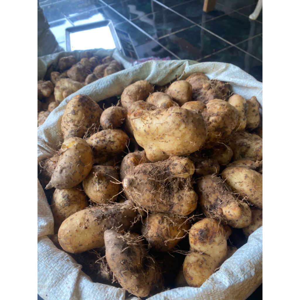 Gembili/Umbi Gembili,500gram.