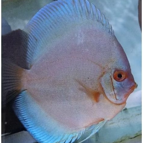 Discus Aquascape Blue Diamond ikan hias aquarium