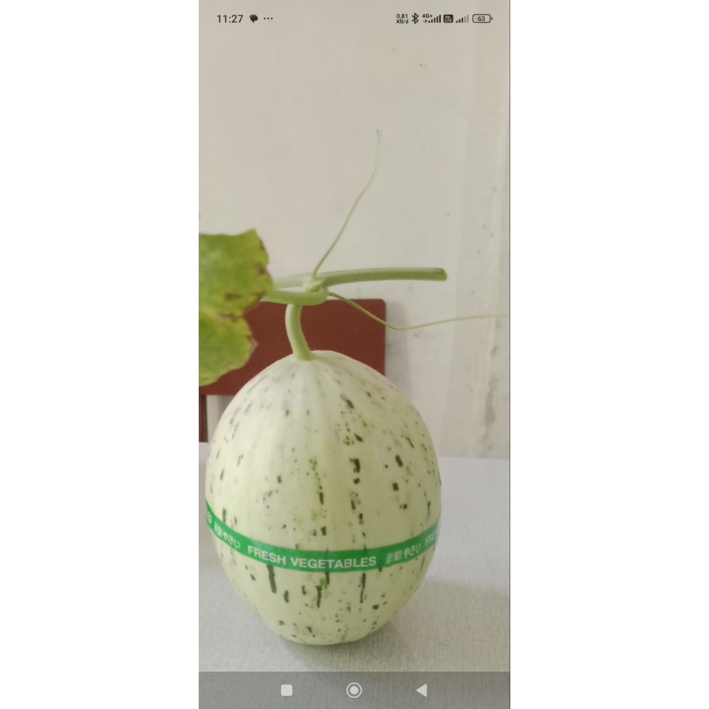 MELON SWEET HAMI & DALMATION HIDROPONIK PEMBELIAN PER-BUAH MURAH MERIAH