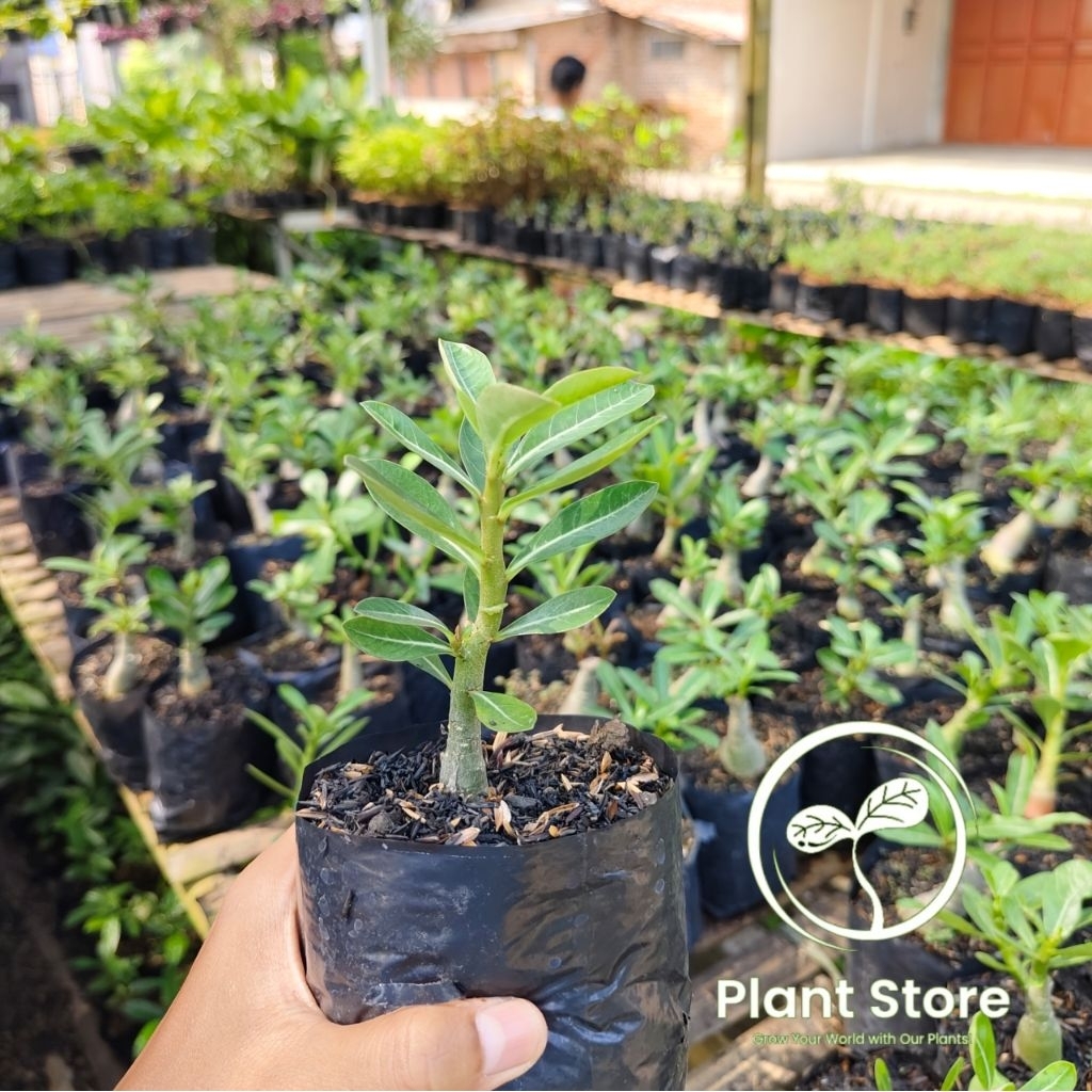 Bibit Tanaman Hias Kamboja Jepang / Bibit Tanaman Bonsai Adenium / Bibit tanaman Hias / Tanaman Hias