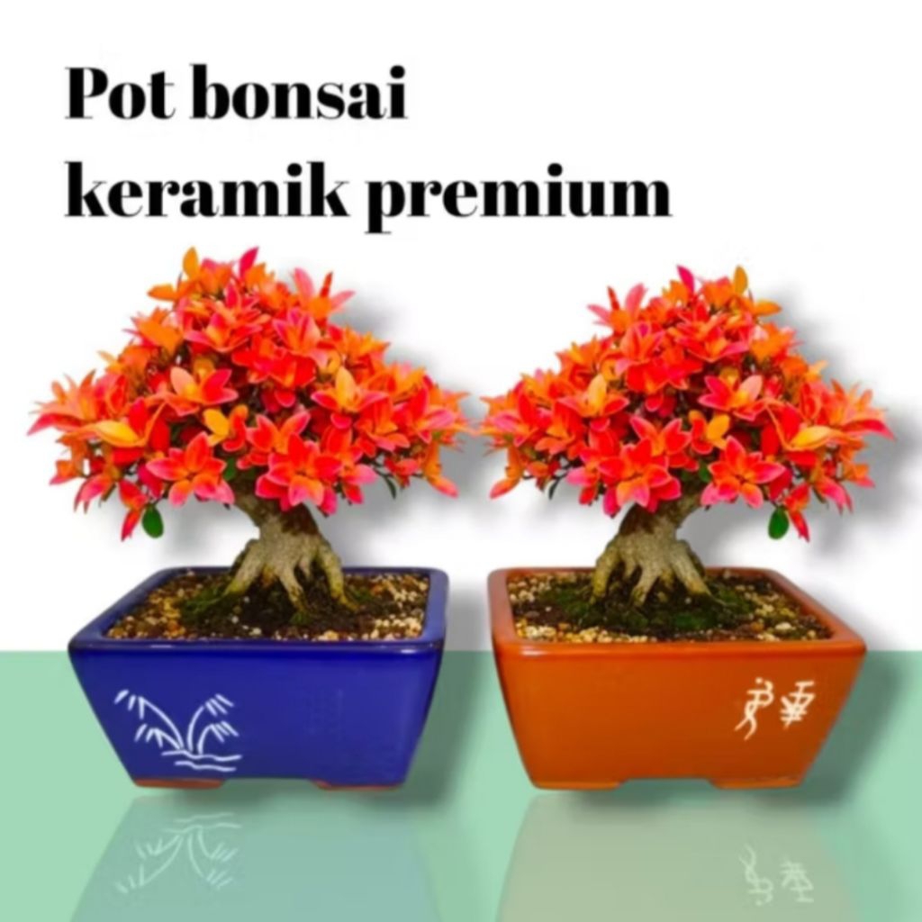 Pot Keramik Bonsai Shito Kotak premium/ Pot Keramik Tanaman Hias Bonsai