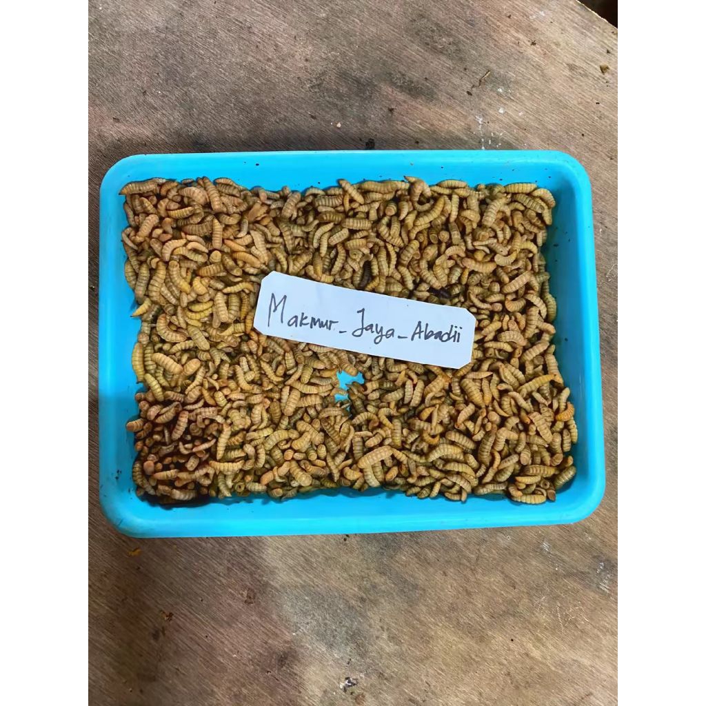 Maggot BSF Hidup Fresh 100gram CO 1Kg Dikirim Free Bonusss