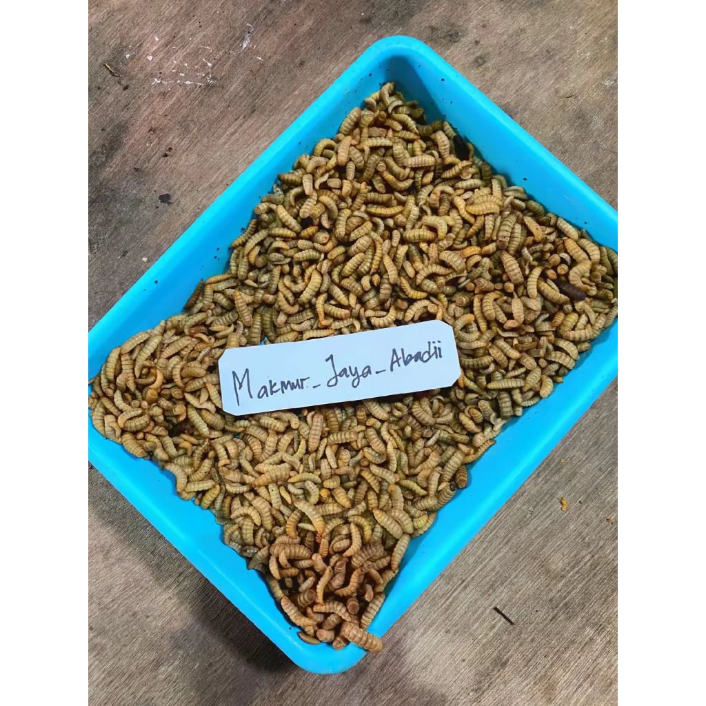 Maggot BSF Hidup Fresh 100gram Order 1Kg Dikirim Free Bonusss Tambahan