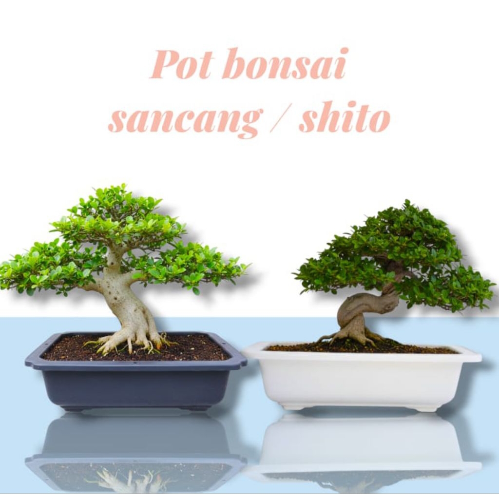 Termurah pot bonsai kotak plastik 25
