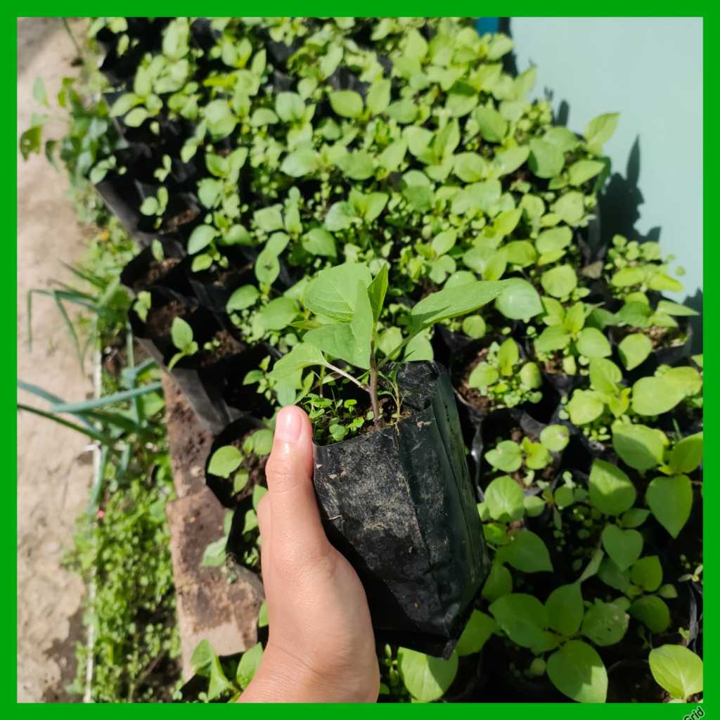 BIBIT TANAMAN LEUNCA - BIBIT SAYUR LEUNCA PERWATAN MUDAH