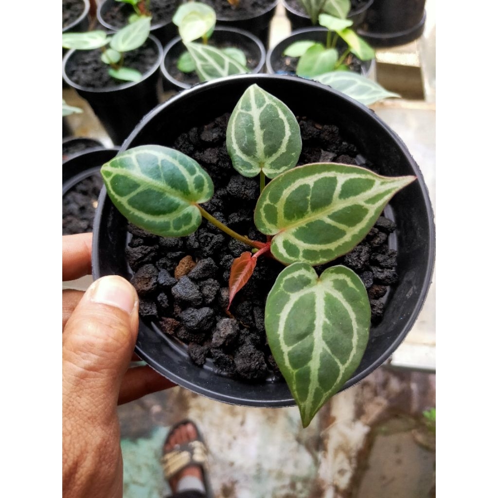 anthurium kuping gajah red tiger real pict