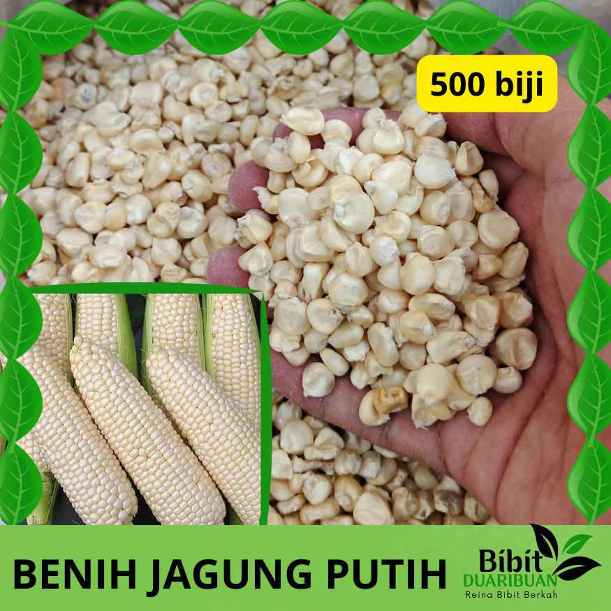 (BONUS BENIH) 500 BENIH BIJI JAGUNG KETAN PUTIH KUALITAS UNGGUL