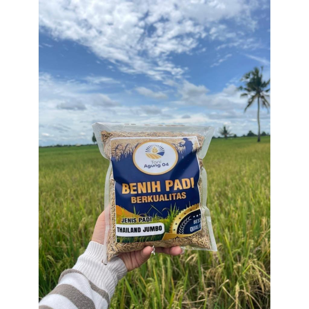 BIBIT PADI THAILAND JUMBO KHAS LUMBUNG PADI LAMPUNG