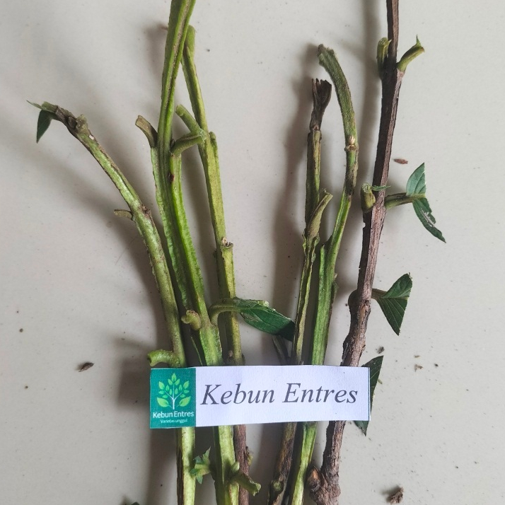 entres jambu biji chegua 5 mata tunas