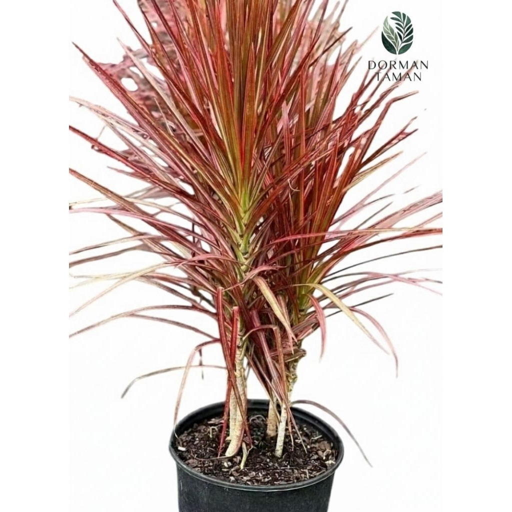 Tanaman Hias Dracena Tricolor - Dracena Margenta Tricolor - Dracena Tiga Warna Daun Rimbun Segar Sia