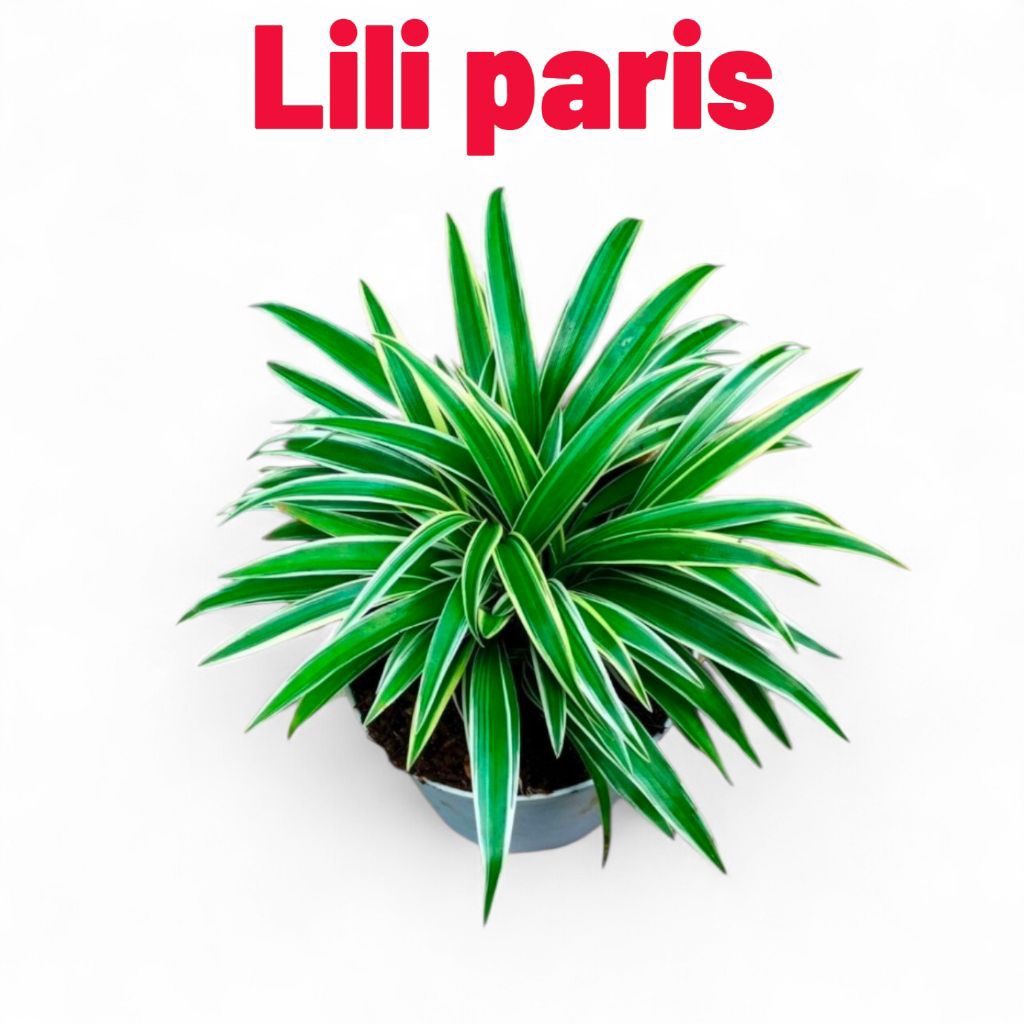 Tanaman Hias Lili Paris Tanaman Hias Lili Paris Umbi Tanaman Bunga Hidup