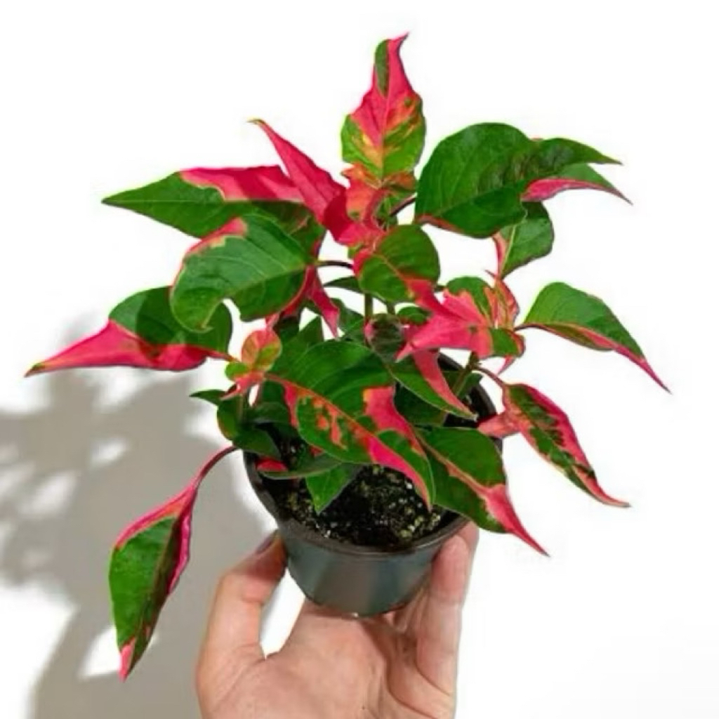 Tanaman Hias Hidup Alternanthera Ficoidea - Tanaman Hias Bayam - bayaman Pink