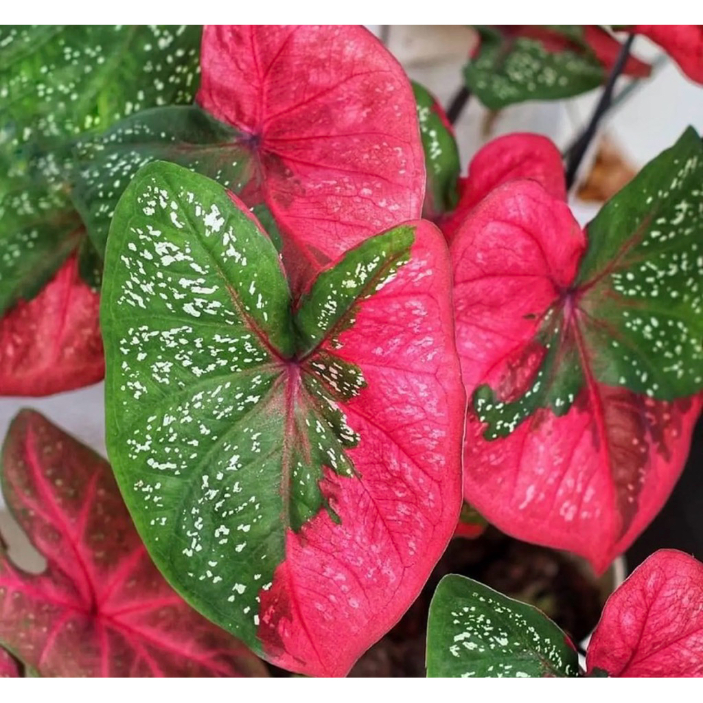 Tanaman Hias Keladi Baret Merah-Tanaman Hias Langka