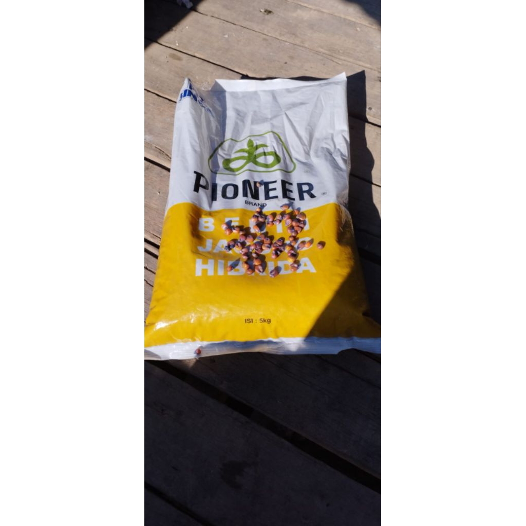 bibit jagung Pioneer singa p32