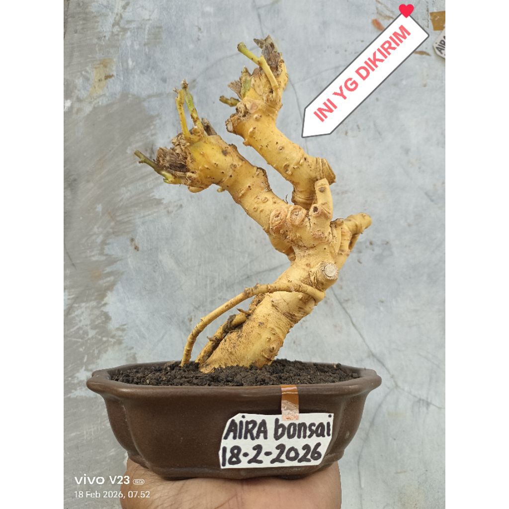 bahan bonsai serut dongkelan unik
