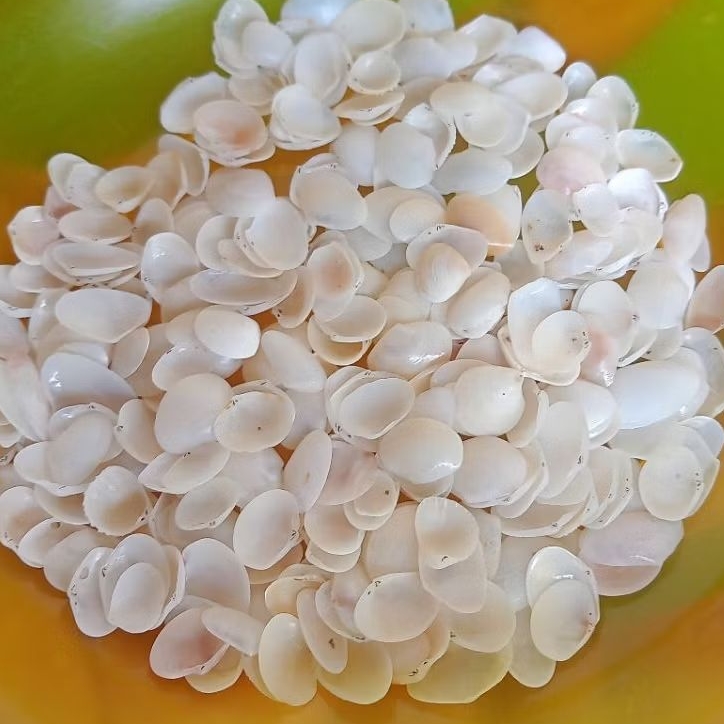 Cangkang Kerang Hias 100 Pcs Kerang Prakarya