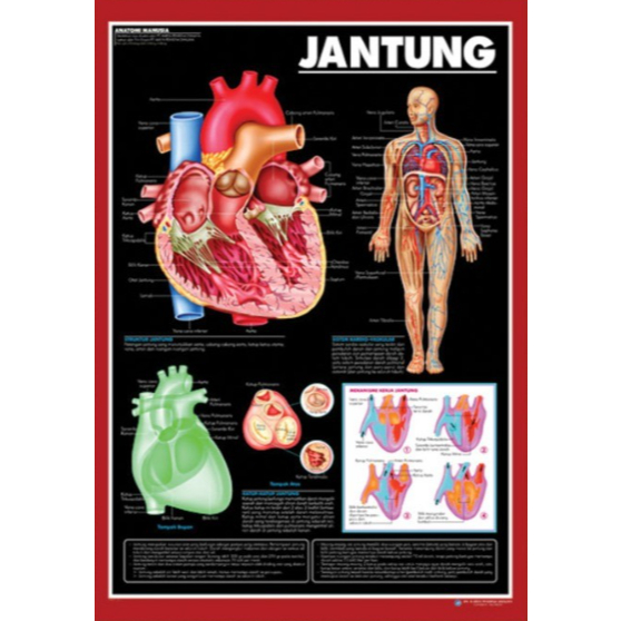 Poster Jantung / Anatomi Manusia / Organ Tubuh Manusia