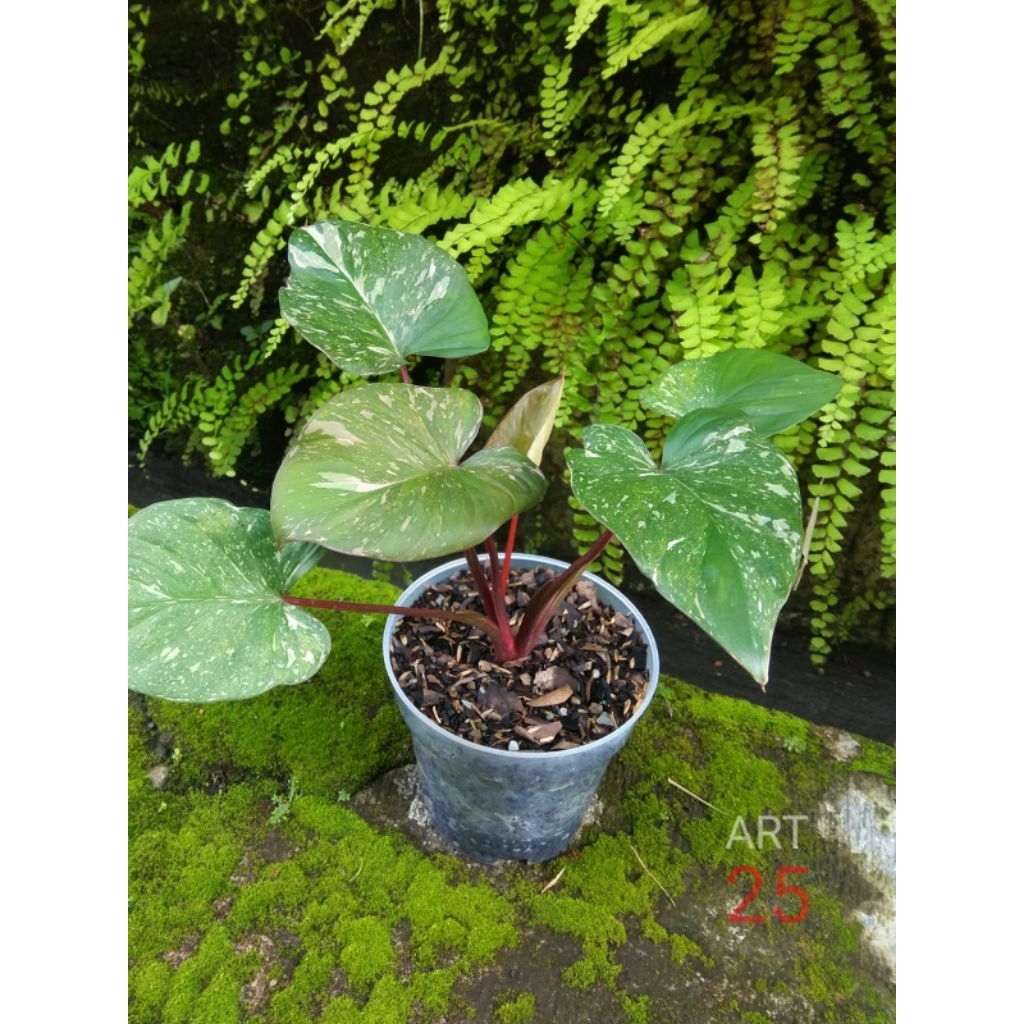 Homalomena Rubescens 'Stardust' Variegata Homa Varigata Sesuai Foto