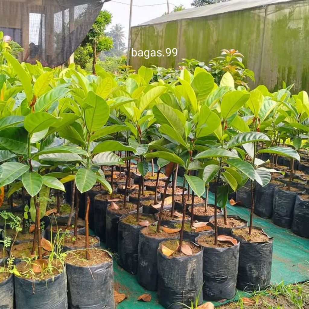 BIBIT CEMPEDAK OKULASI SIAP TANAM CEPAT BERBUAH