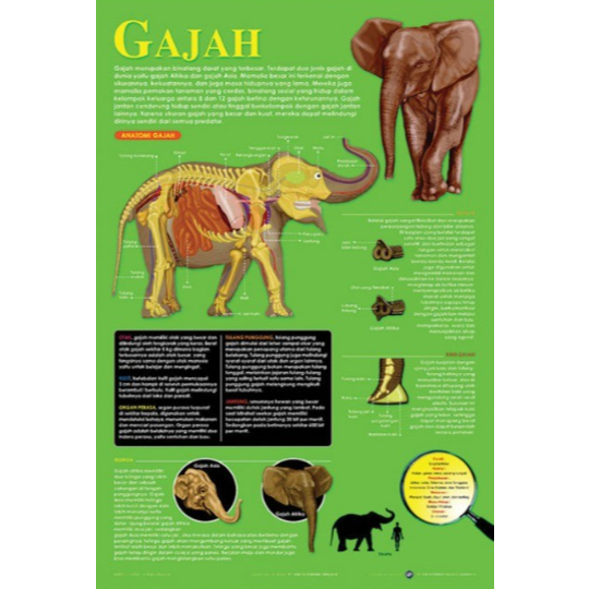 Poster Gajah / Anatomi Hewan