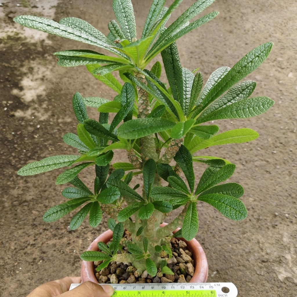 Tanaman Dorstenia gigas cutting size kecil