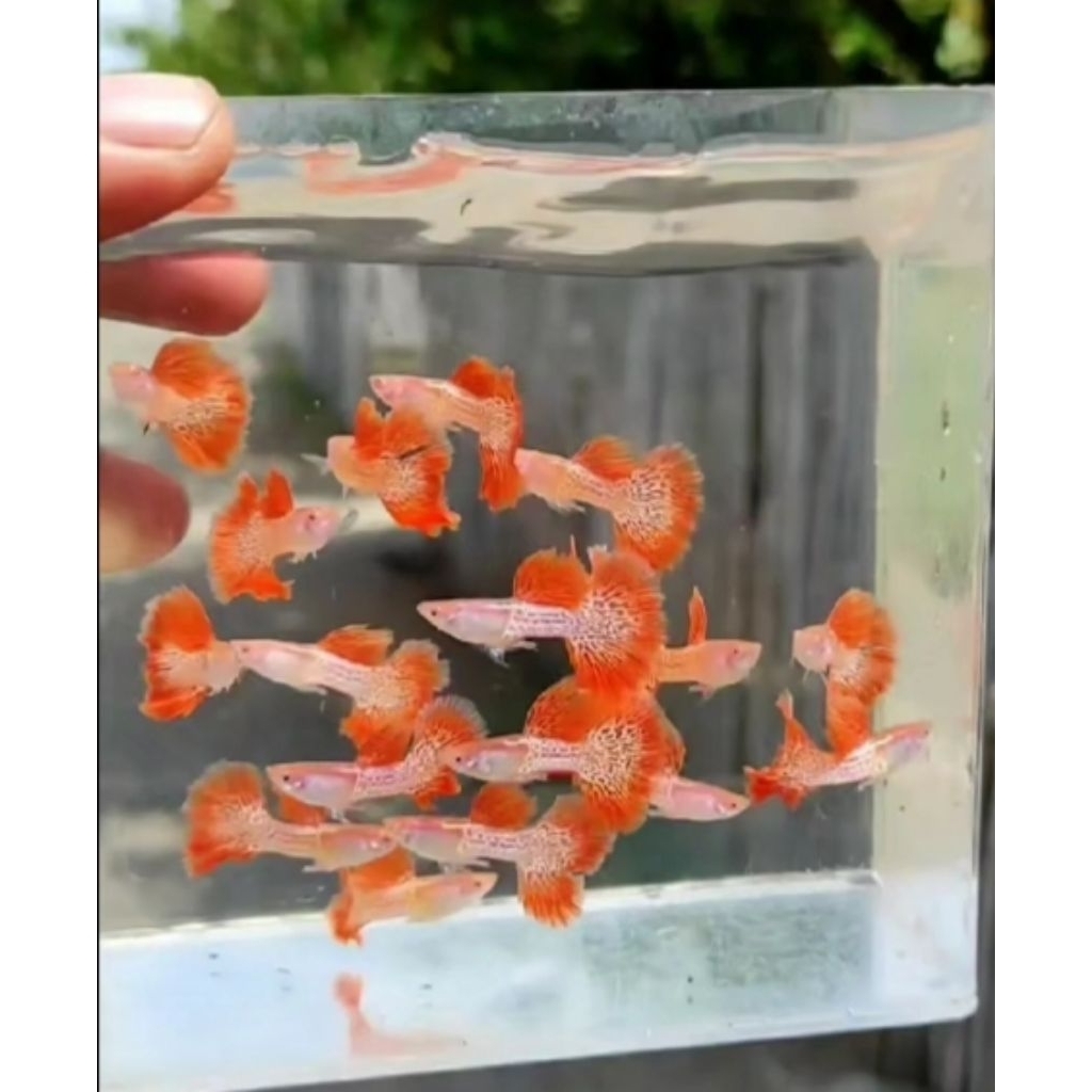 kebutuhan akuarium gapy albino snakeskin red lace/hiasan akuarium