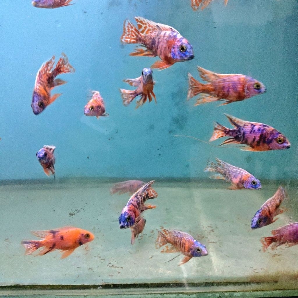 CICHLID AULONOCARA OB PEACOCK