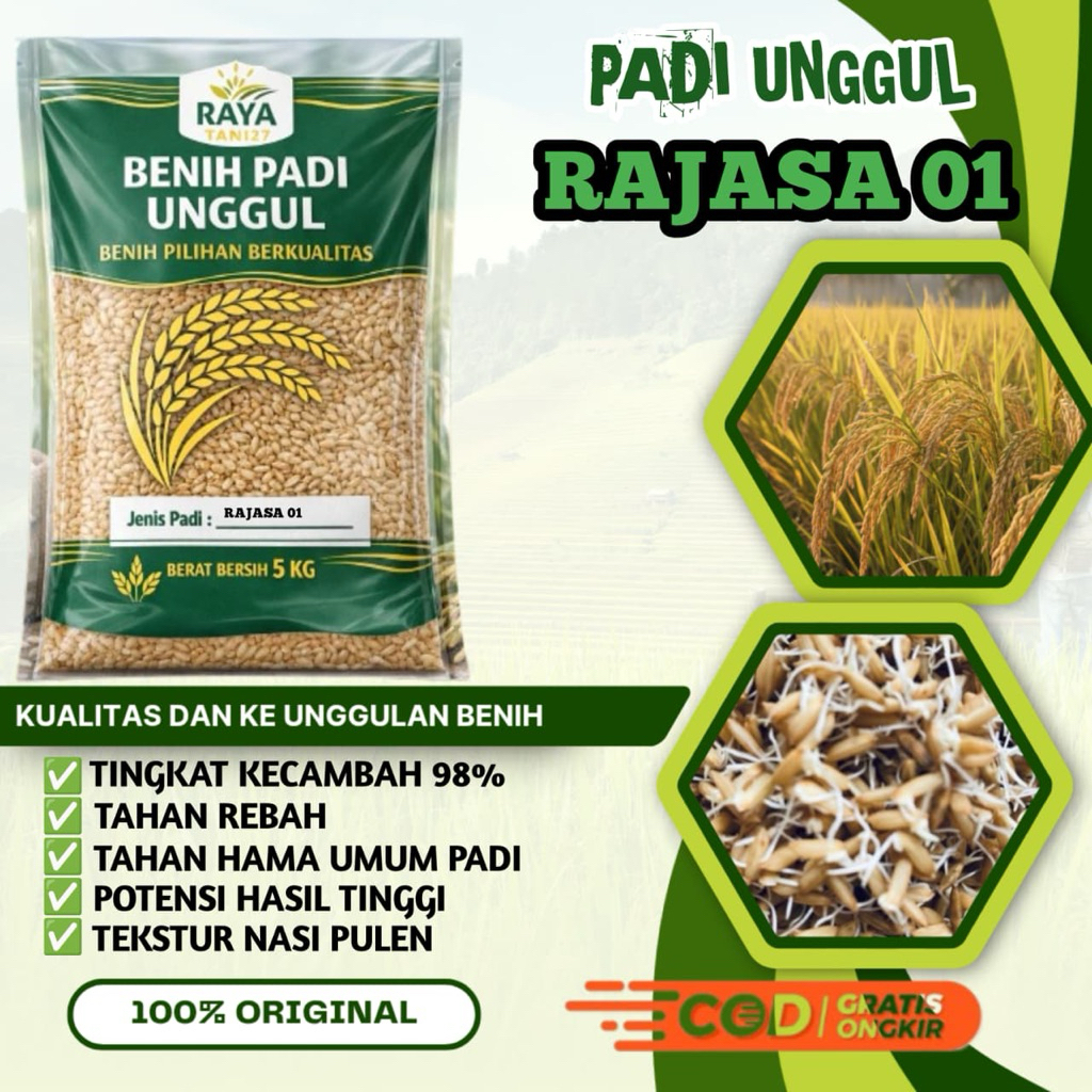 BENIH PADI bibit padi unggul RAJASA 01 Asli 100% kemasan 5kg berkualitas dari biji murni terseleksi