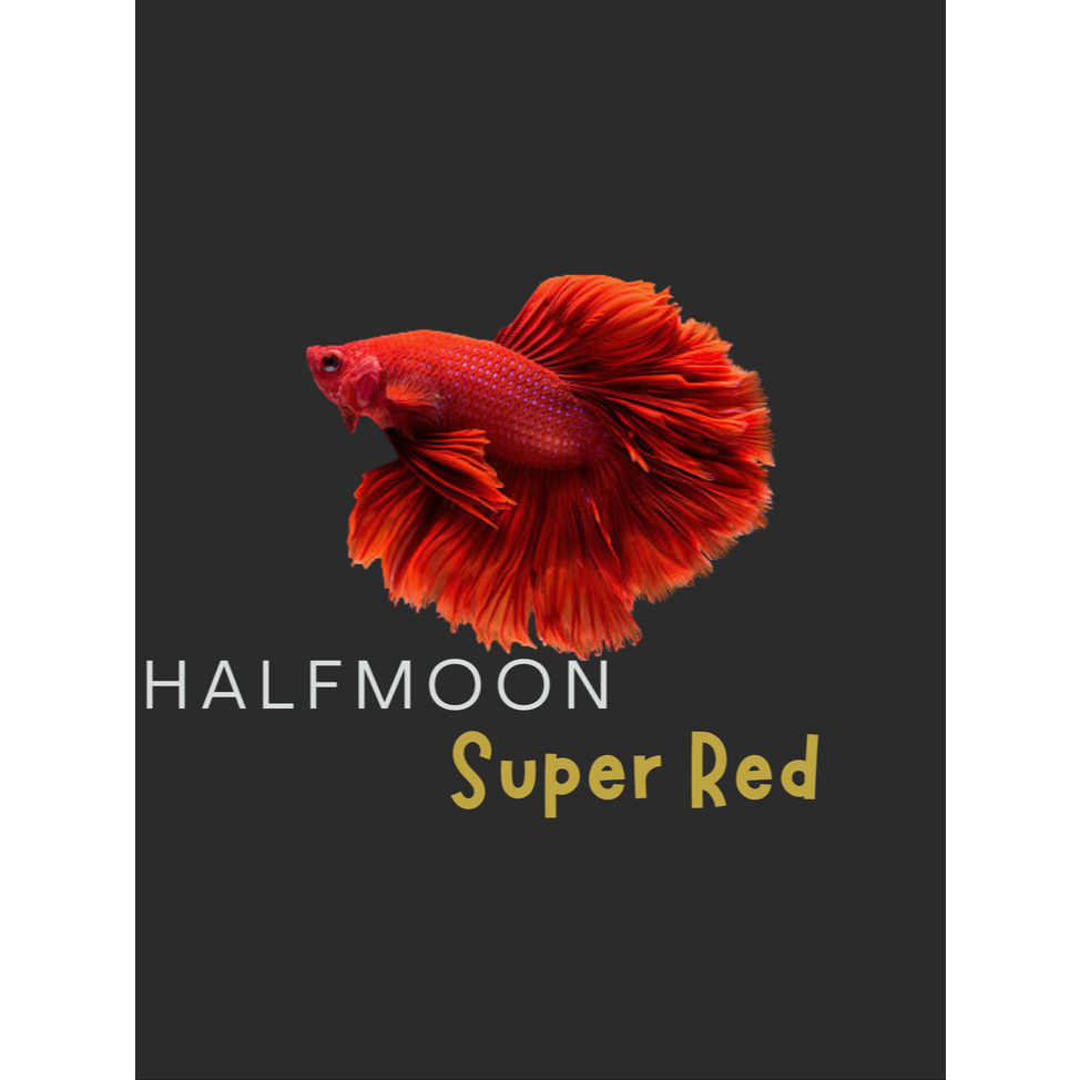 Halfmoon Super Red Cupang Murah Jantan